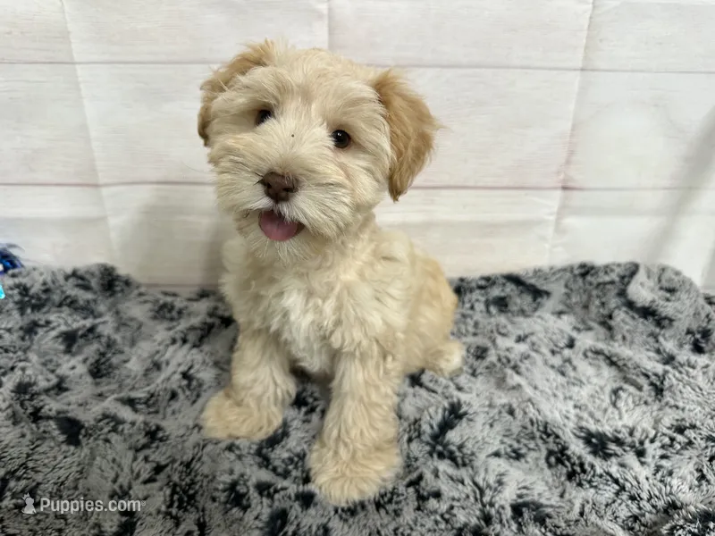 Frankie- Toy – Miniature Schnauzer puppy for sale in Atoka, OK