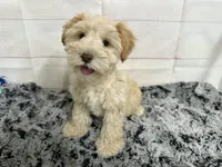 Frankie- Toy, a male Miniature Schnauzer for sale in Atoka, OK – 1 of 6
