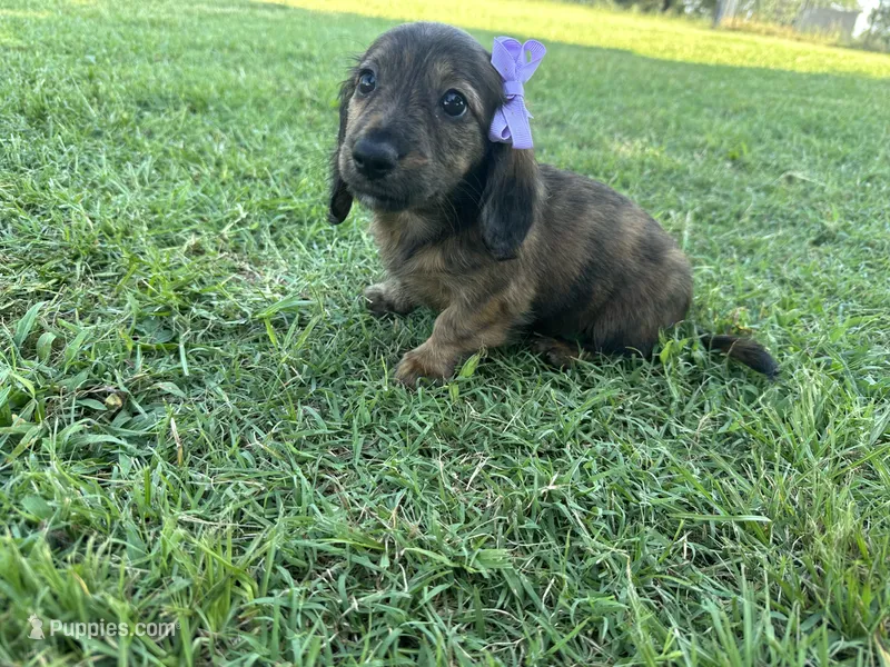 Clover  – Miniature Dachshund puppy for sale in Atoka, OK