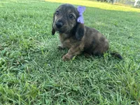 Clover , a female Miniature Dachshund for sale in Atoka, OK – 1 of 10