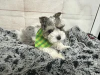 Edwin, a male Miniature Schnauzer for sale in Atoka, OK – 6 of 6