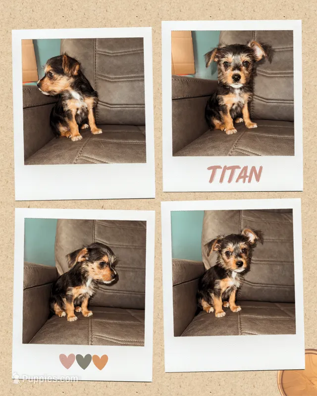 Titan  – Chorkie puppy for sale in Grand Rapids, MI