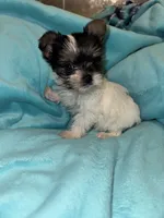 Chip , a male Yorkshire Terrier for sale in Grand Rapids, MI – 10 of 10
