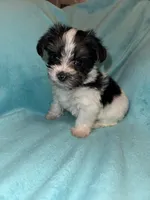 Daisy , a female Yorkshire Terrier for sale in Grand Rapids, MI – 2 of 10
