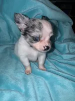 Yukon, a male Chihuahua for sale in Grand Rapids, MI – 4 of 7