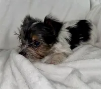Dale, a male Yorkshire Terrier for sale in Grand Rapids, MI – 7 of 9