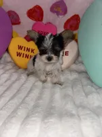 Sugar , a female Yorkshire Terrier for sale in Grand Rapids, MI – Photo 2 of 8