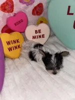 Sugar , a female Yorkshire Terrier for sale in Grand Rapids, MI – Photo 7 of 8