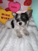 Sugar , a female Yorkshire Terrier for sale in Grand Rapids, MI – Photo 5 of 8