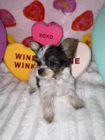 Sugar , a female Yorkshire Terrier for sale in Grand Rapids, MI – Photo 6 of 8