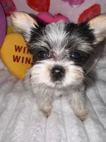 Sugar , a female Yorkshire Terrier for sale in Grand Rapids, MI – Photo 8 of 8