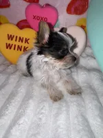 Sugar , a female Yorkshire Terrier for sale in Grand Rapids, MI – Photo 3 of 8