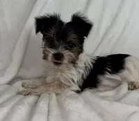 Dale, a male Yorkshire Terrier for sale in Grand Rapids, MI – 2 of 9