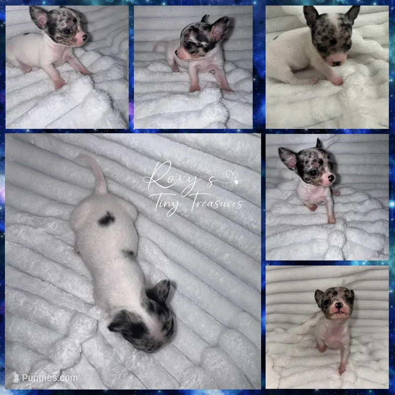 Spud – Chihuahua puppy for sale in Grand Rapids, MI