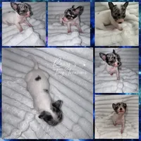 Spud, a male Chihuahua for sale in Grand Rapids, MI – 1 of 5