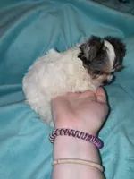 Minnie , a female Yorkshire Terrier for sale in Grand Rapids, MI – 5 of 6
