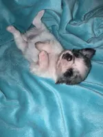Yukon, a male Chihuahua for sale in Grand Rapids, MI – 7 of 7