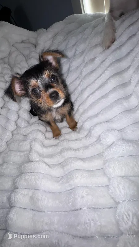 Titan  – Chorkie puppy for sale in Grand Rapids, MI
