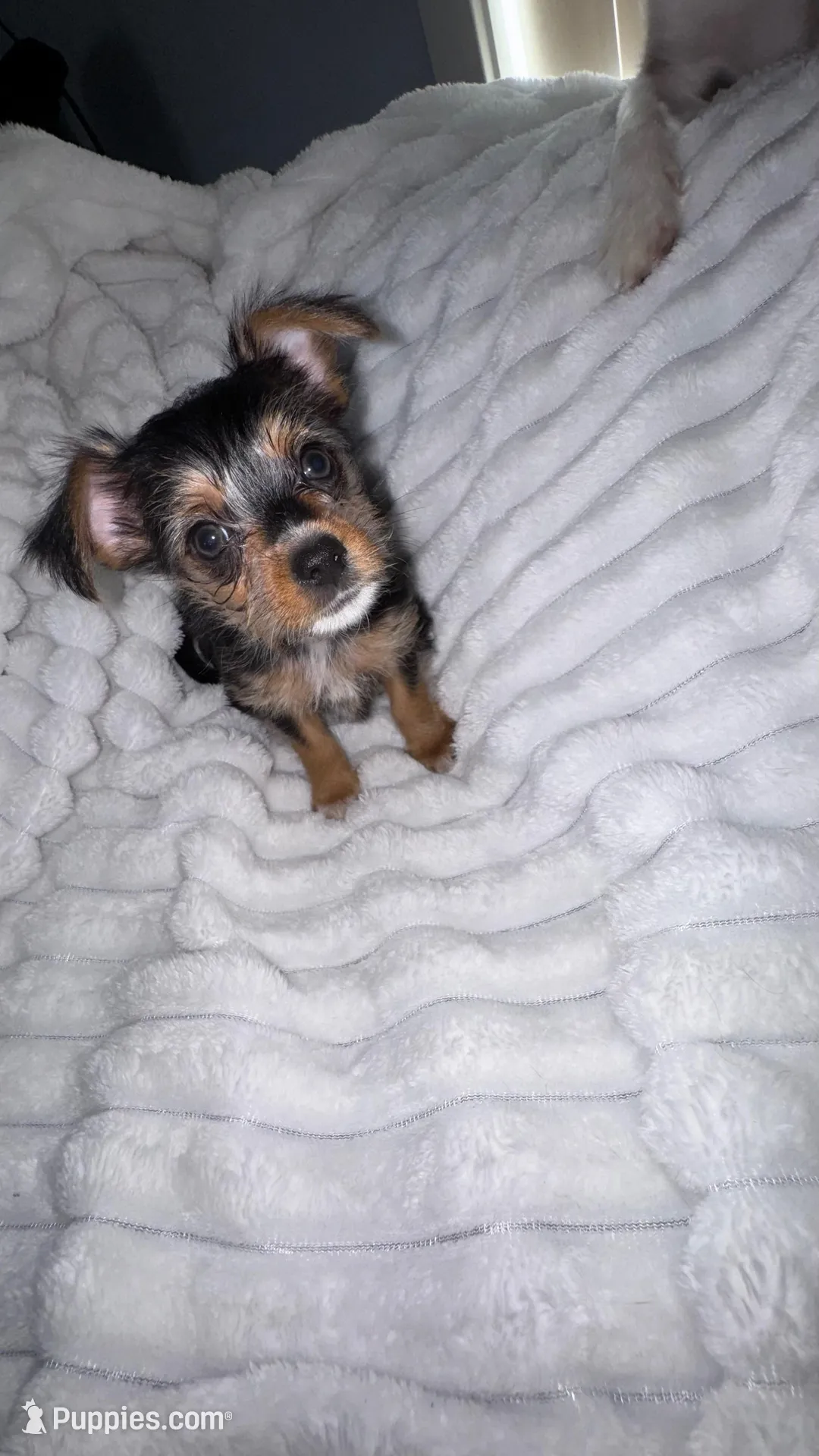 Titan , a male Chorkie for sale in Grand Rapids, MI – Photo 1 of 7
