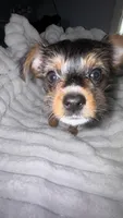 Titan , a male Chorkie for sale in Grand Rapids, MI – Photo 7 of 7