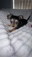 Titan , a male Chorkie for sale in Grand Rapids, MI – Photo 6 of 7