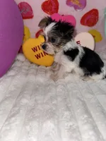 Smooches, a male Yorkshire Terrier for sale in Grand Rapids, MI – Photo 6 of 8