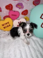 Smooches, a male Yorkshire Terrier for sale in Grand Rapids, MI – Photo 4 of 8