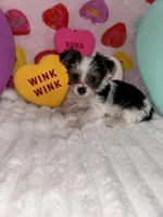 Smooches, a male Yorkshire Terrier for sale in Grand Rapids, MI – Photo 5 of 8