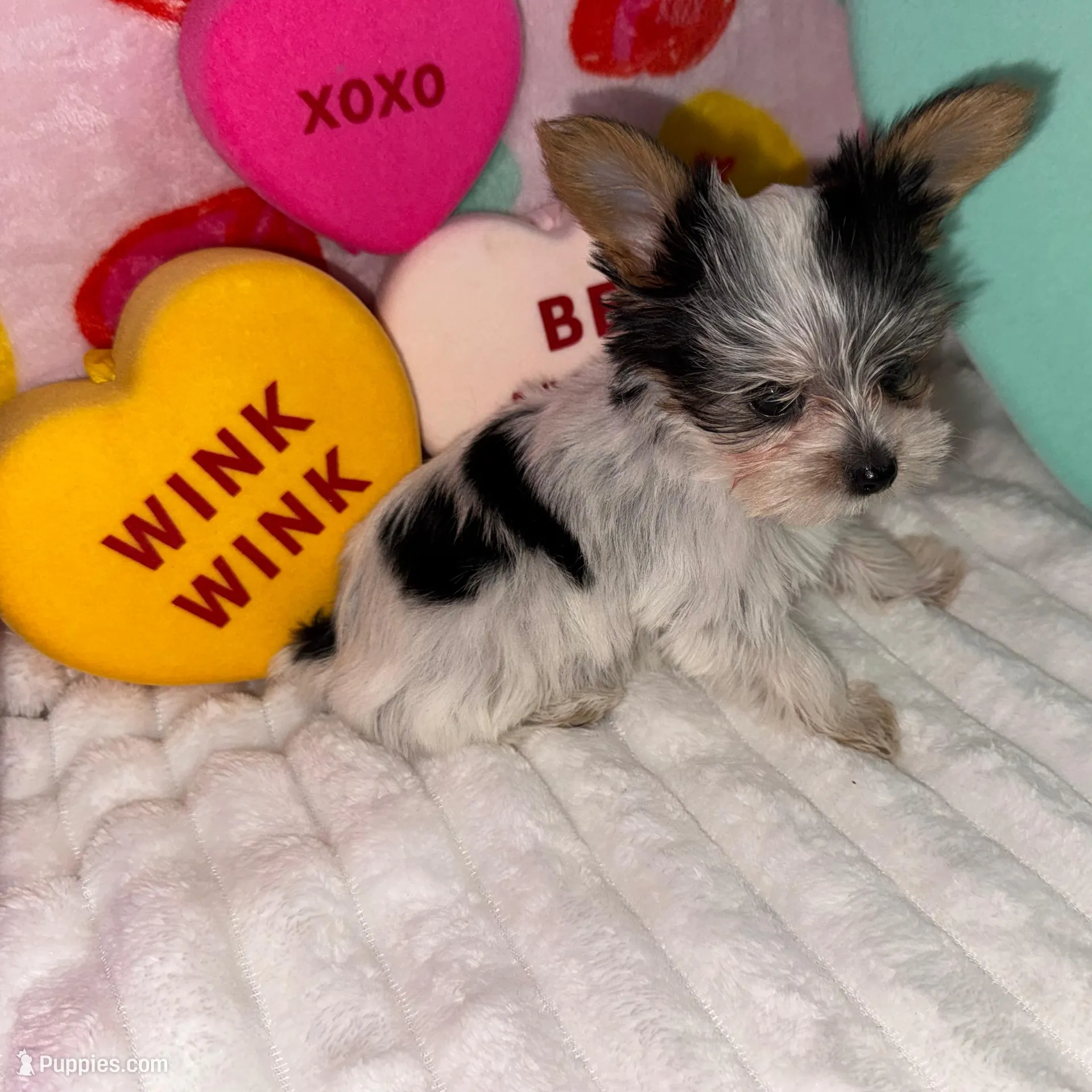 Love, a female Yorkshire Terrier for sale in Grand Rapids, MI – Photo 9 of 9