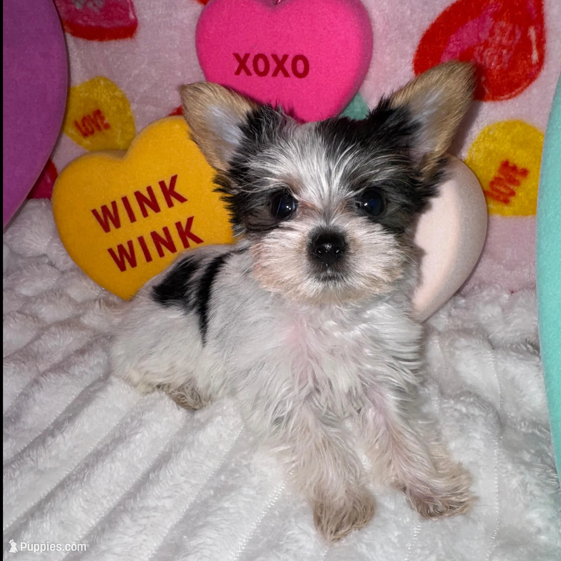 Love, a female Yorkshire Terrier for sale in Grand Rapids, MI – Photo 8 of 9