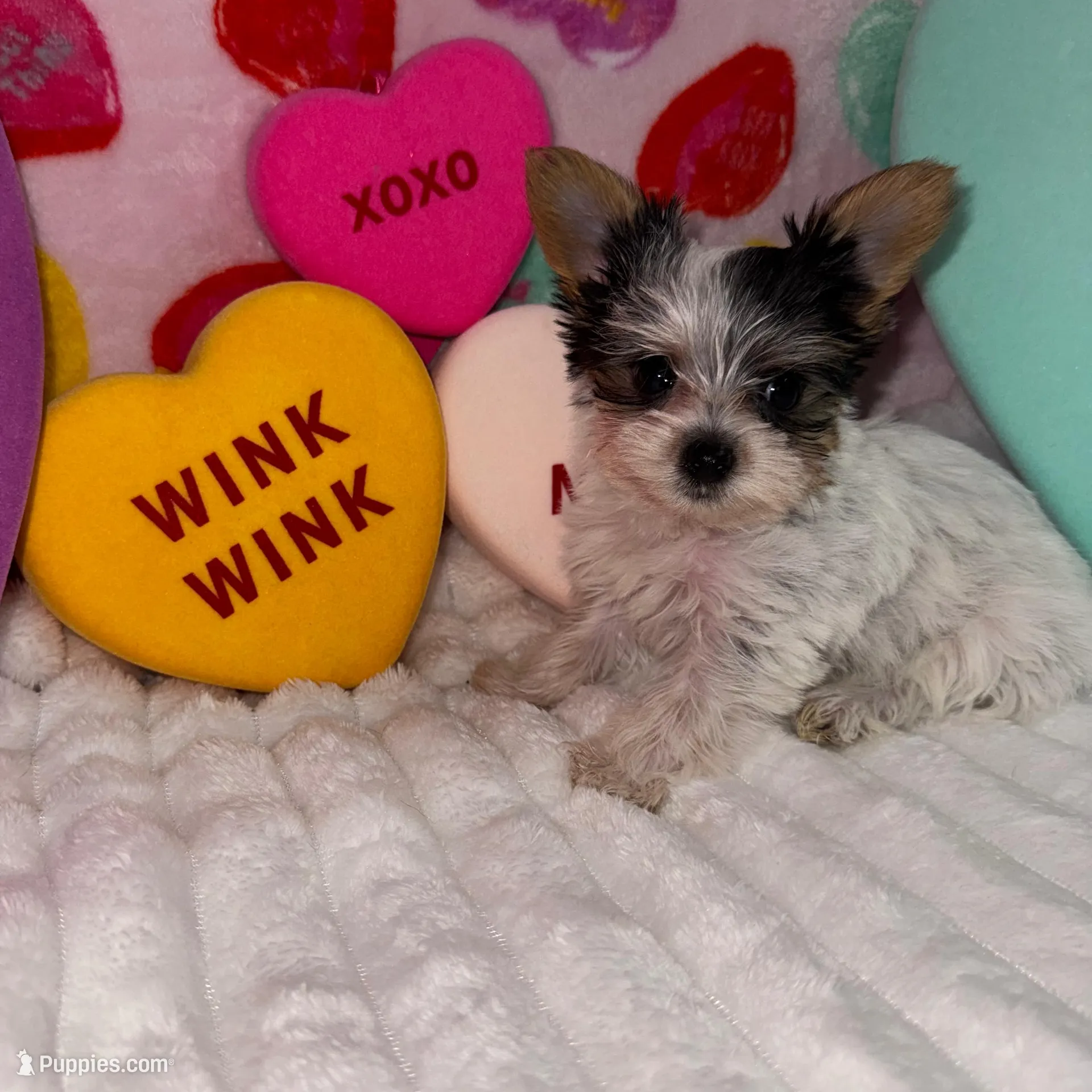 Love, a female Yorkshire Terrier for sale in Grand Rapids, MI – Photo 4 of 9