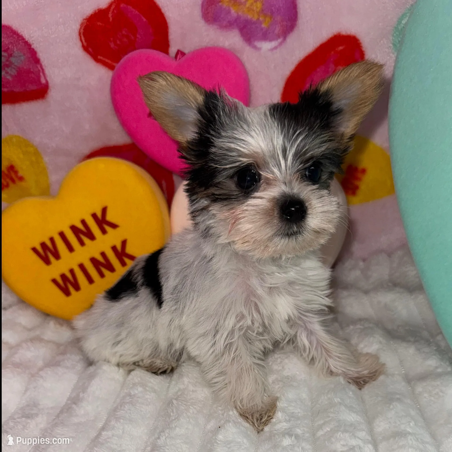Love, a female Yorkshire Terrier for sale in Grand Rapids, MI – Photo 2 of 9
