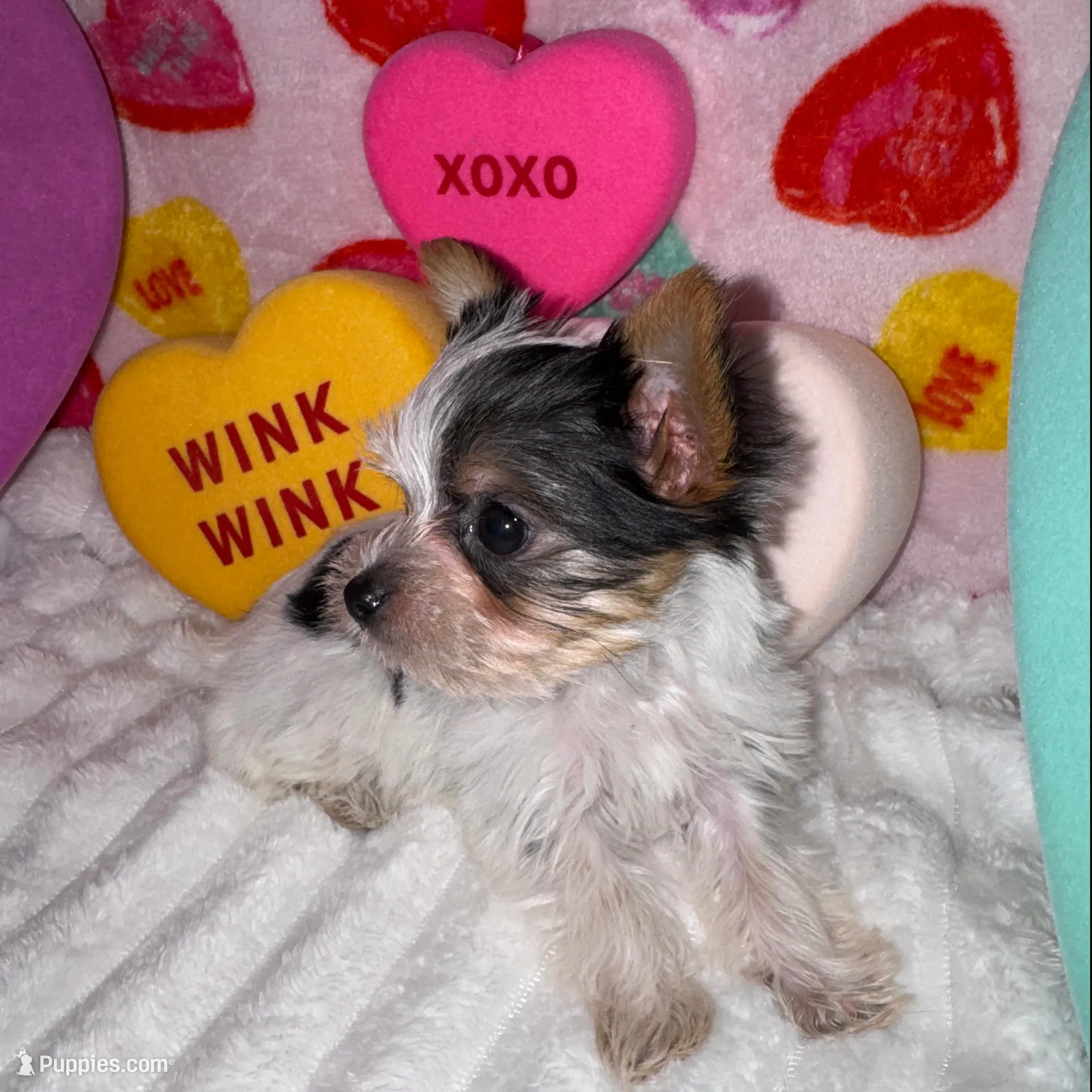 Love, a female Yorkshire Terrier for sale in Grand Rapids, MI – Photo 6 of 9