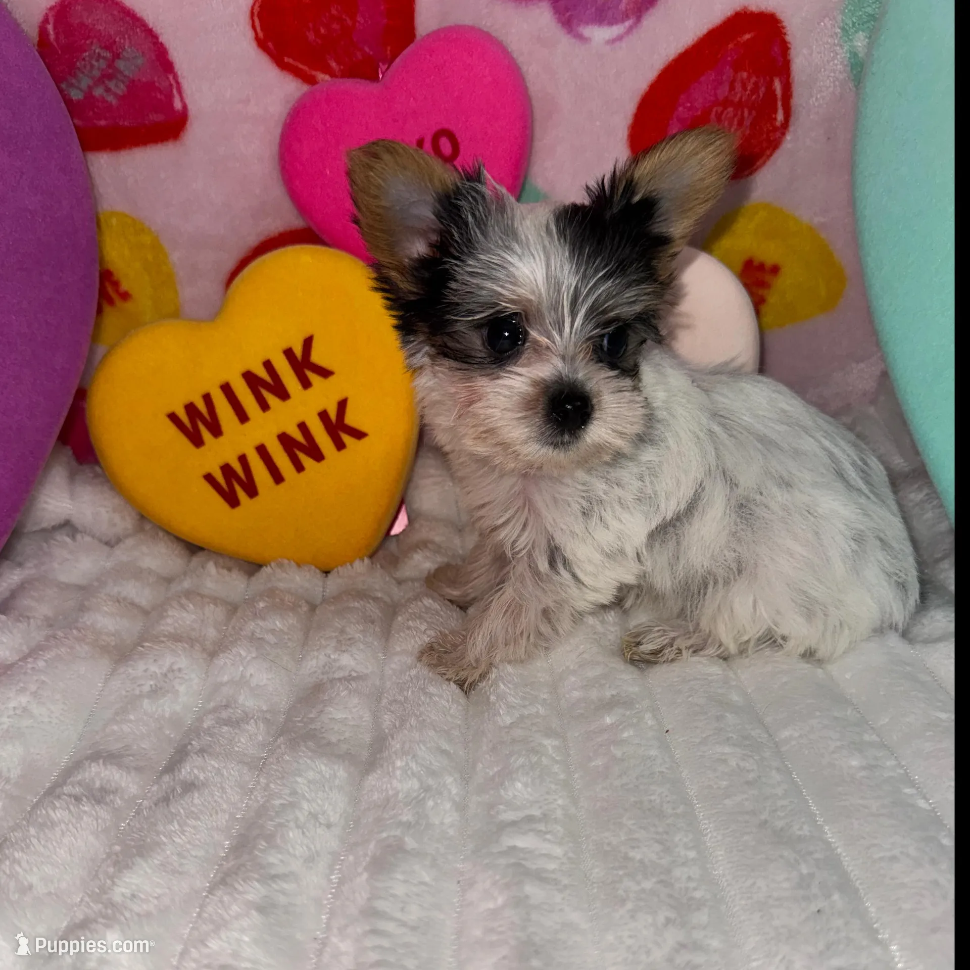 Love, a female Yorkshire Terrier for sale in Grand Rapids, MI – Photo 3 of 9