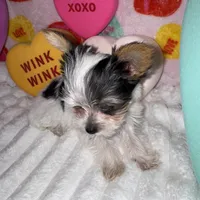 Lady Love, a female Yorkshire Terrier for sale in Grand Rapids, MI – Photo 5 of 9