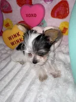 Love, a female Yorkshire Terrier for sale in Grand Rapids, MI – Photo 5 of 9