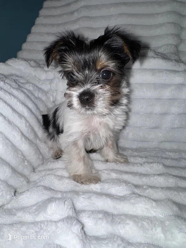 Dale – Yorkshire Terrier puppy for sale in Grand Rapids, MI