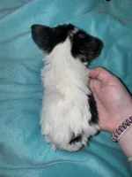 Chip , a male Yorkshire Terrier for sale in Grand Rapids, MI – 4 of 10