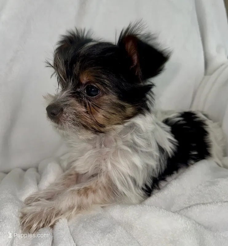 Dale – Yorkshire Terrier puppy for sale in Grand Rapids, MI