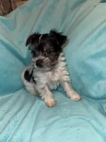 Dale, a male Yorkshire Terrier for sale in Grand Rapids, MI – 2 of 6