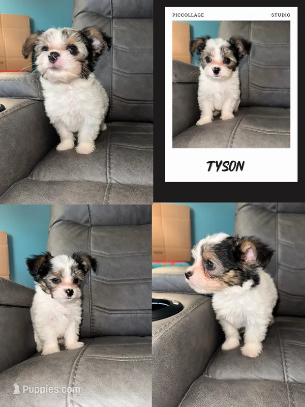 Tyson – Chorkie puppy for sale in Grand Rapids, MI