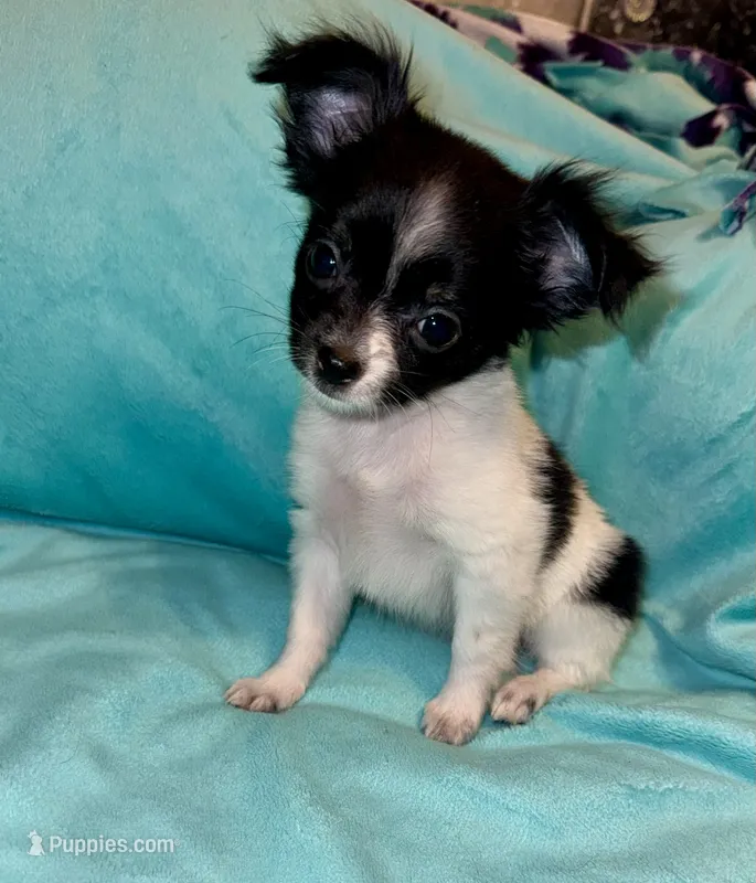 Anya – Chihuahua puppy for sale in Grand Rapids, MI