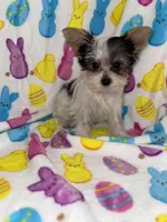 Cuddles, a male Yorkshire Terrier for sale in Grand Rapids, MI – Photo 7 of 9