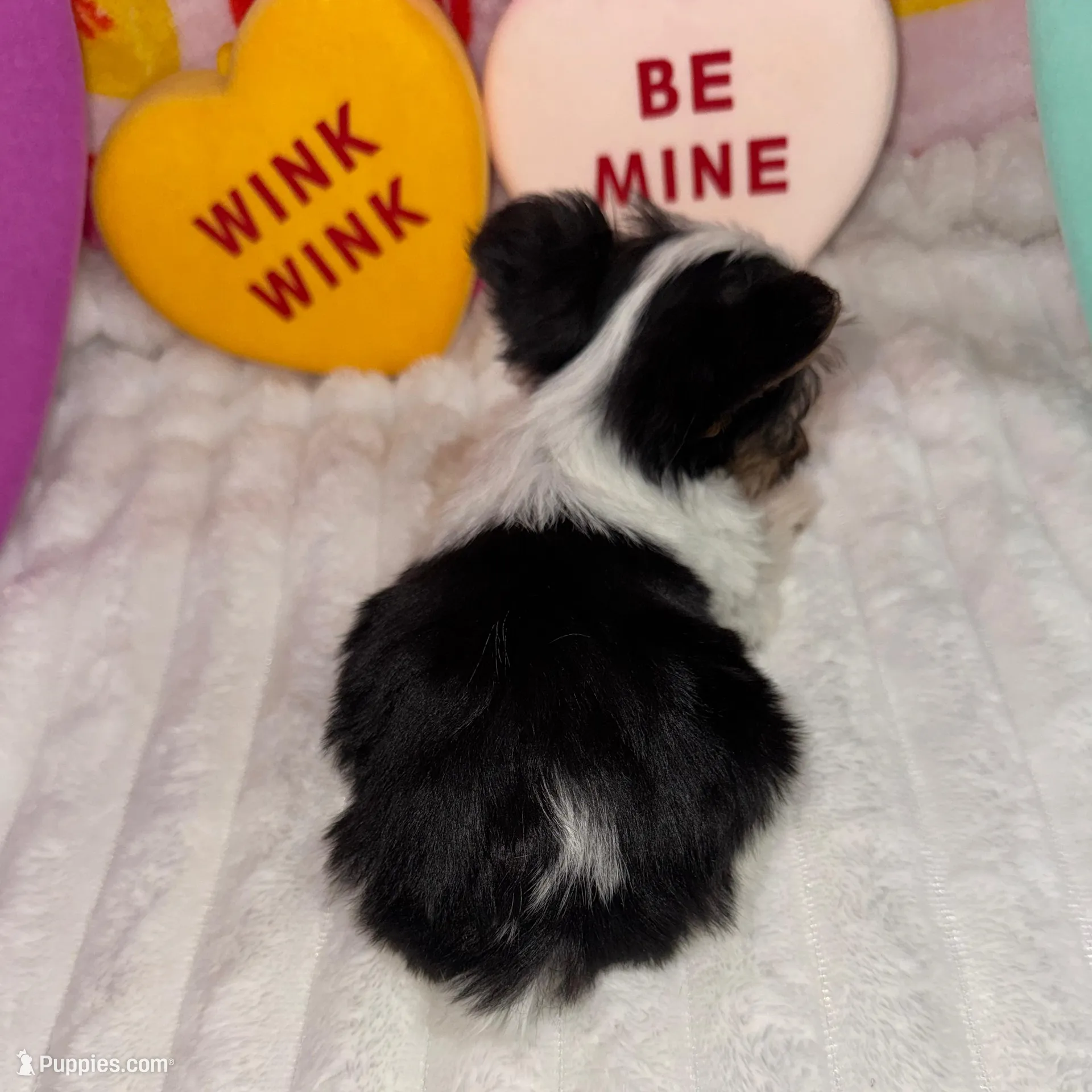 Cuddles, a male Yorkshire Terrier for sale in Grand Rapids, MI – Photo 8 of 8