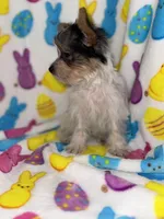Cuddles, a male Yorkshire Terrier for sale in Grand Rapids, MI – Photo 1 of 9