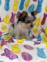 Cuddles, a male Yorkshire Terrier for sale in Grand Rapids, MI – Photo 8 of 9