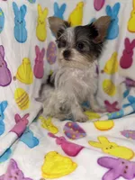 Cuddles, a male Yorkshire Terrier for sale in Grand Rapids, MI – Photo 5 of 9