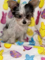 Cuddles, a male Yorkshire Terrier for sale in Grand Rapids, MI – Photo 3 of 9