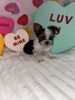 Cuddles, a male Yorkshire Terrier for sale in Grand Rapids, MI – Photo 6 of 8