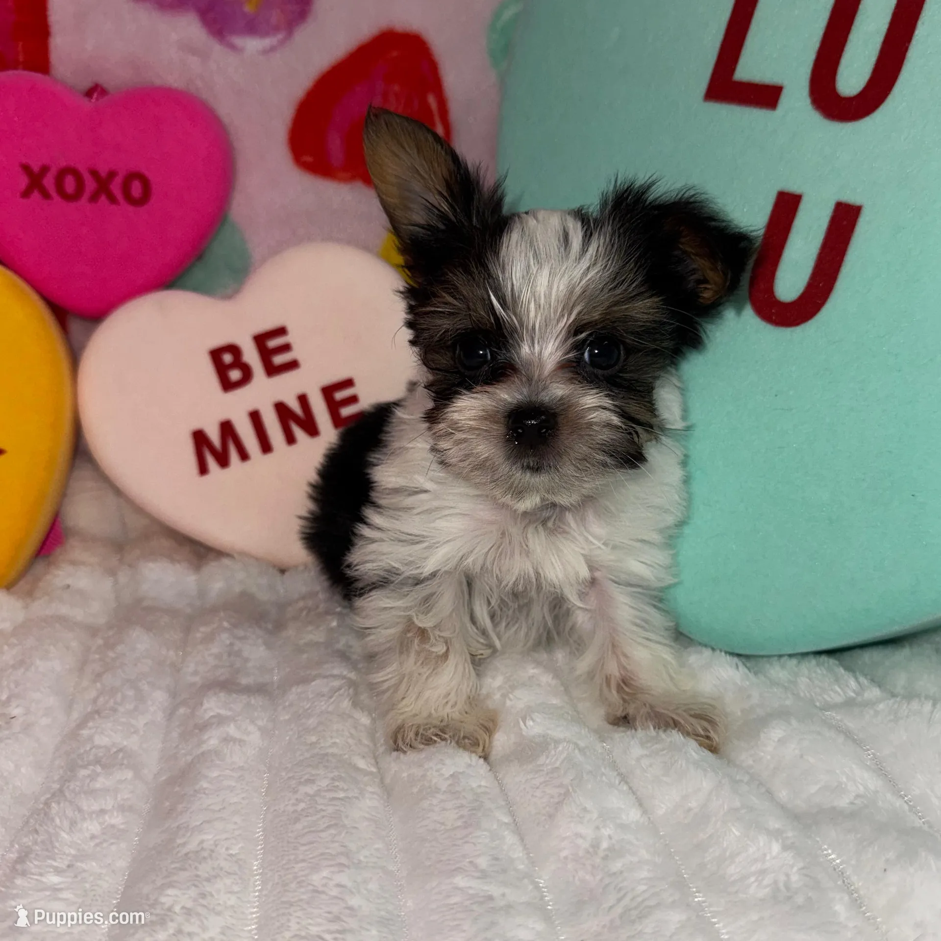 Cuddles, a male Yorkshire Terrier for sale in Grand Rapids, MI – Photo 5 of 8